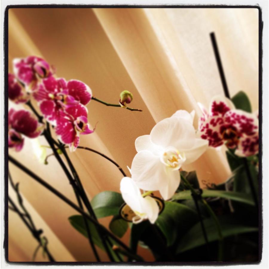 Bed and Breakfast Al Cavour 34 Тренто Екстер'єр фото